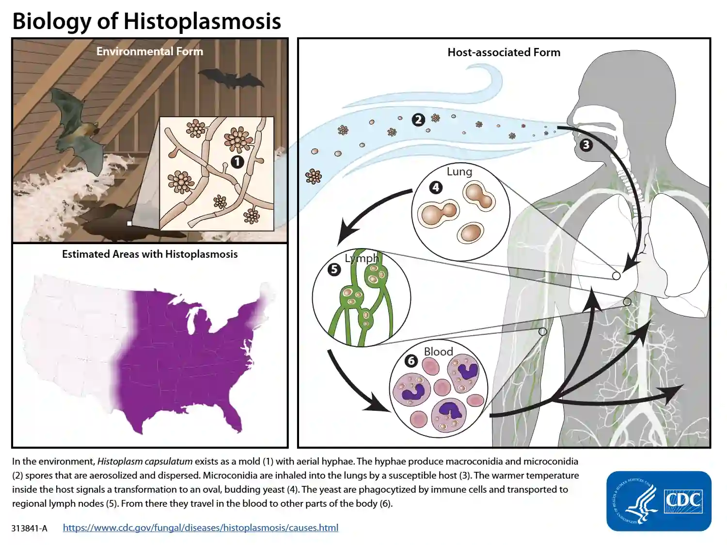 Histoplasmosis Lifecycle